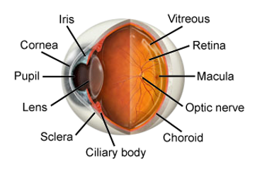 Normal eye anatomy