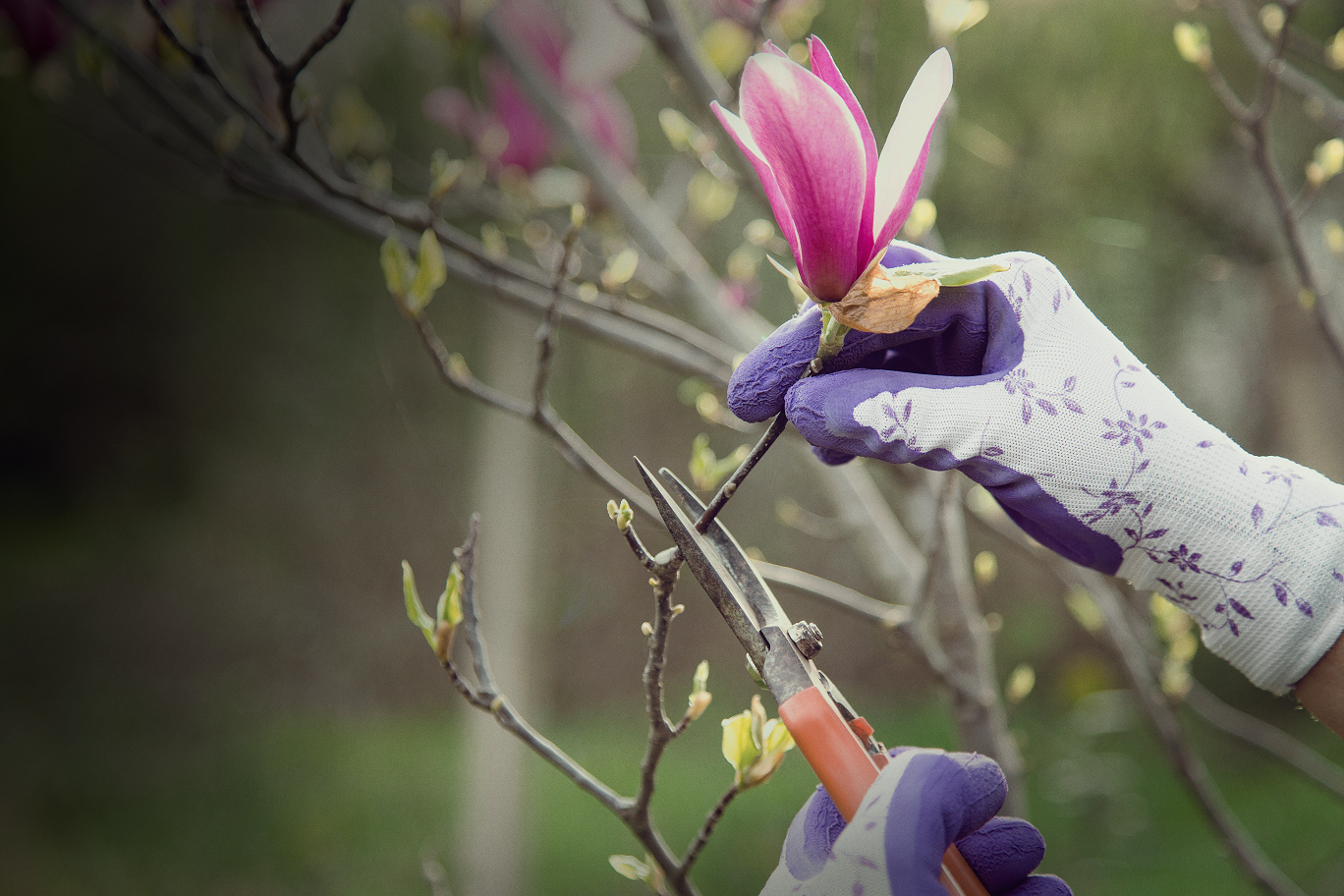 A person cutting a magnolia tree branch