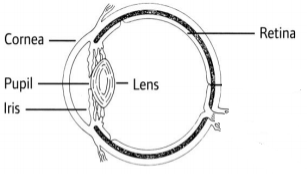 Normal Eye Diagram