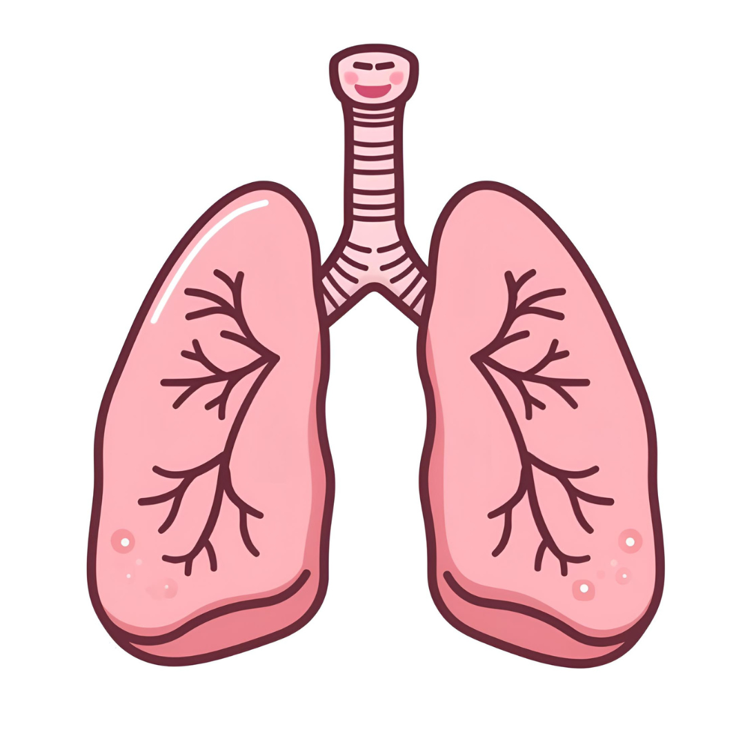 Cartoon Style Close Up Of A a pair of lungs
