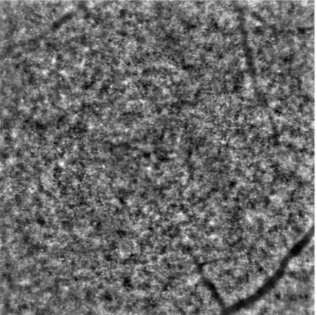 Close up image of a photoreceptor cell